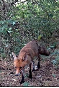 Renard roux