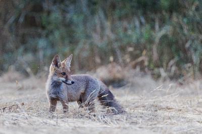 Renard roux