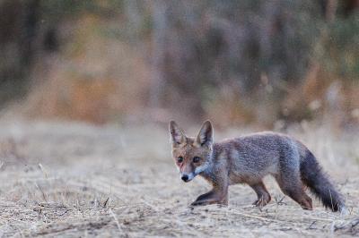 Renard roux