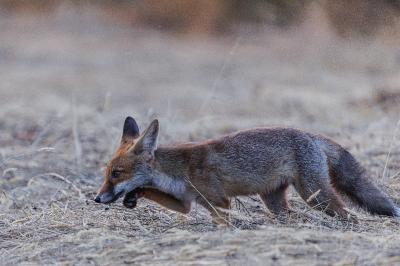Renard roux