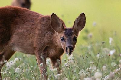 Capreolus capreolus