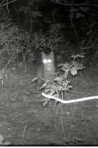 Chat forestier