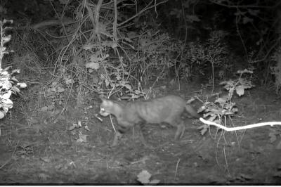 Chat forestier