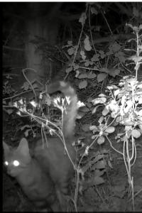 Chat forestier