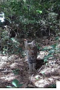 Chat forestier