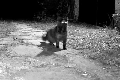 Chat domestique