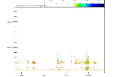 Pipistrelle commune
