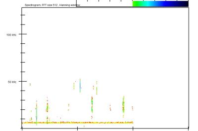 Pipistrelle de Nathusius
