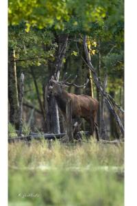 Cerf élaphe