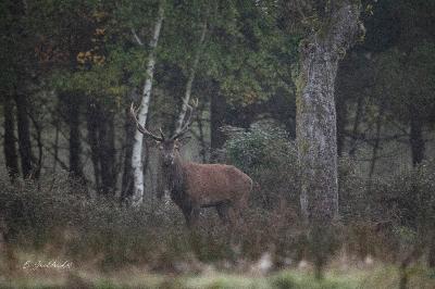Cerf élaphe