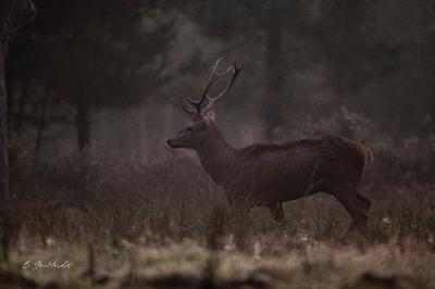 Cerf élaphe