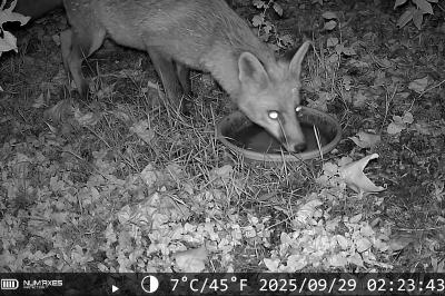 Renard roux