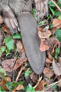 Castor d'Eurasie