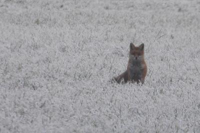 Vulpes vulpes