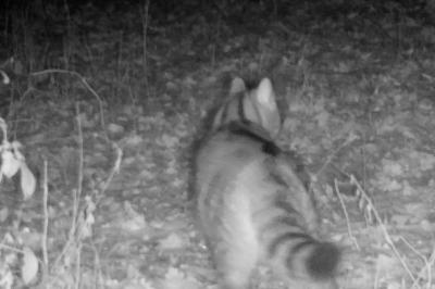 Chat forestier