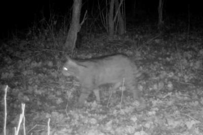 Chat forestier