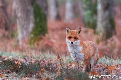 Renard roux