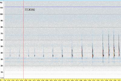 <i>Myotis</i>