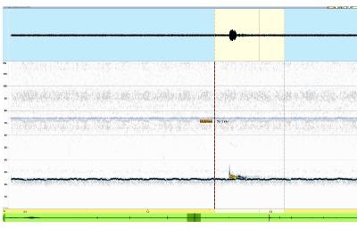 Noctule de Leisler