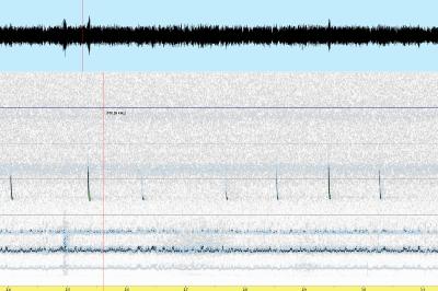 Pipistrelle commune