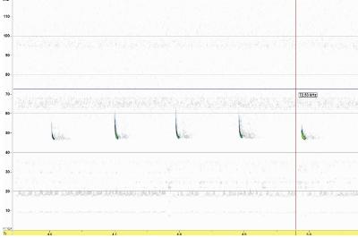 Pipistrelle commune