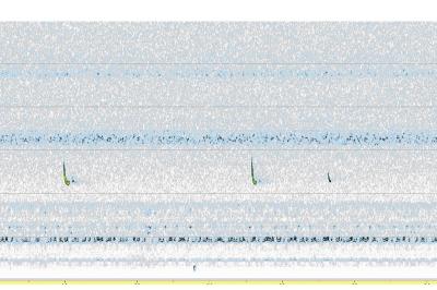 Pipistrelle commune