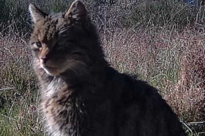 Chat forestier