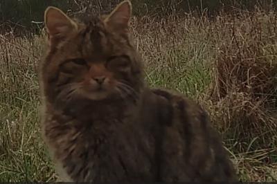 Chat forestier