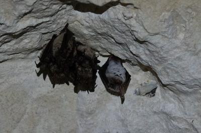 Murin de Bechstein
