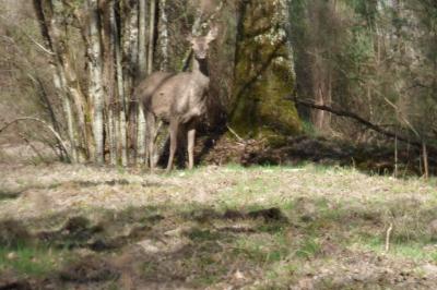 Cerf élaphe