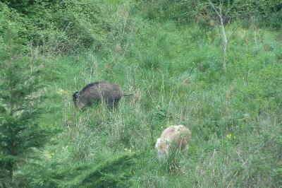 Sanglier