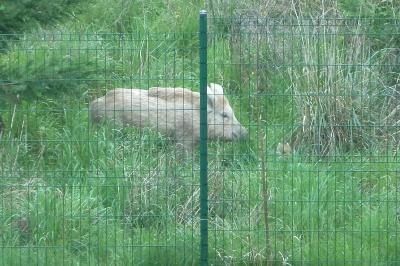 Sanglier