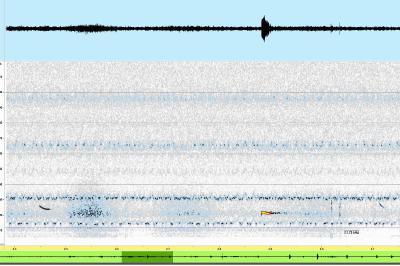 Noctule de Leisler