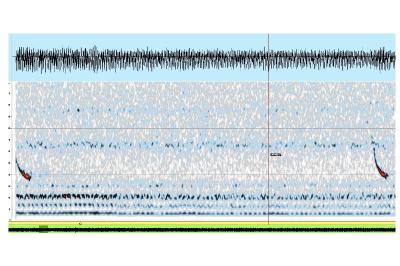 Pipistrelle de Kuhl