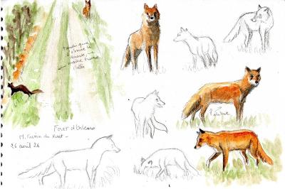 Renard roux