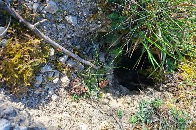 Lapin de garenne