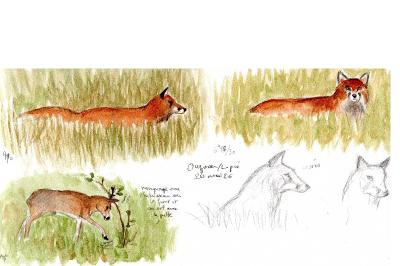 Renard roux
