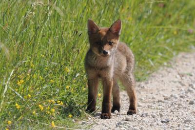 Renard roux