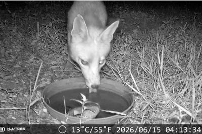 Renard roux
