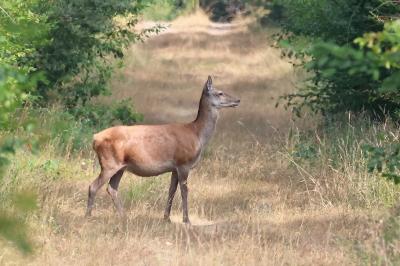 Cerf élaphe