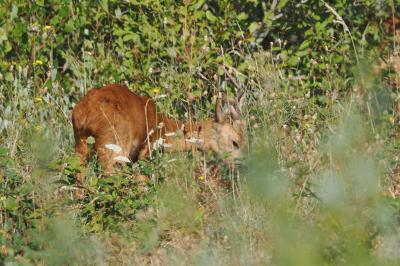Cerf élaphe