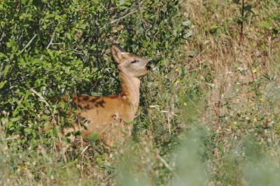 Cerf élaphe