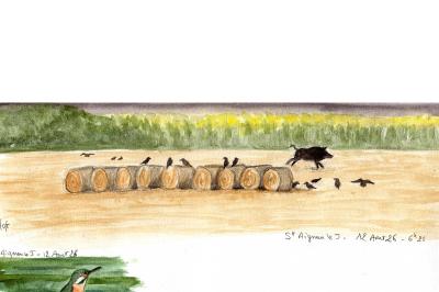 Sanglier
