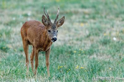 Chevreuil européen