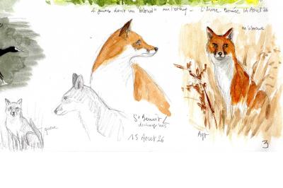 Renard roux