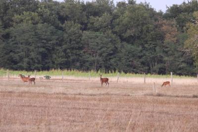 Cerf élaphe