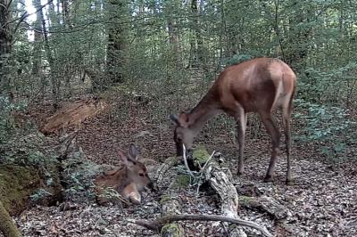 Cerf élaphe
