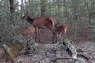 Cerf élaphe