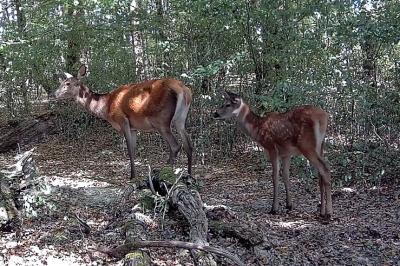 Cerf élaphe