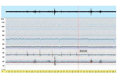 Pipistrelle de Kuhl